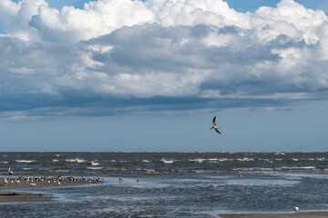 Black skimmer (Rynchops niger) shorebird in flight, Atlantic Ocean