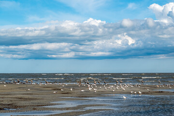 Shorebirds on a sandbar, Atlantic Ocean, South Carolina Coast, clouds in a blue sky