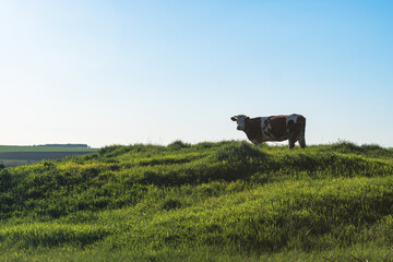 a cow sits on a green meadow
