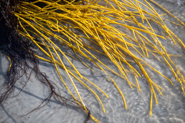 Yellow colorful sea whip soft coral (Leptogorgia virgulata) in the Atlantic Ocean surf, washing up on a South Carolina beach