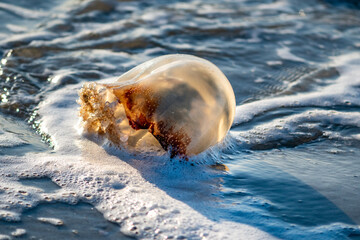 Cannonball jellyfish (Stomolophus meleagris) washing up on shore in surf, Atlantic Ocean, coastal...