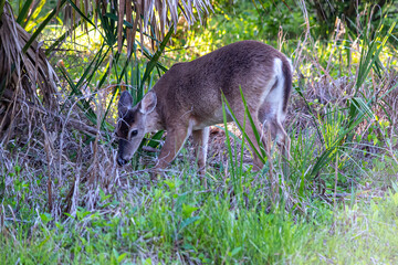 Naklejka na ściany i meble White-tailed deer (Odocoileus virginianus) South Carolina coast