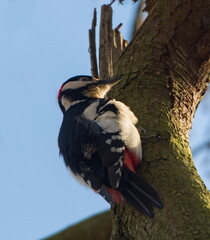 Great spotted woodpecker. Woodpecker on a tree looking for food