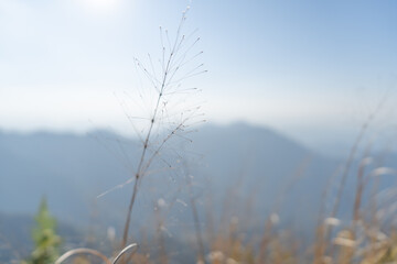 grass in the morning with mountain background