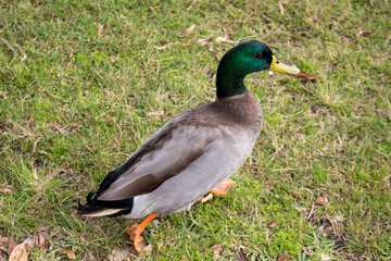 duck walking on the grass