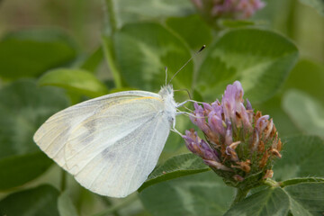 野原の様々な蝶