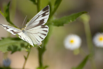 野原の様々な蝶