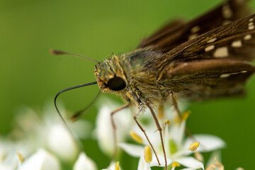 野原の様々な蝶