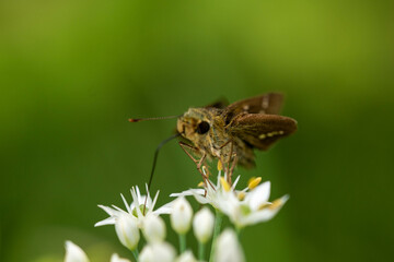 野原の様々な蝶