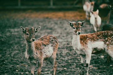 Close up on young deers