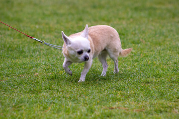Dog Chihuahua