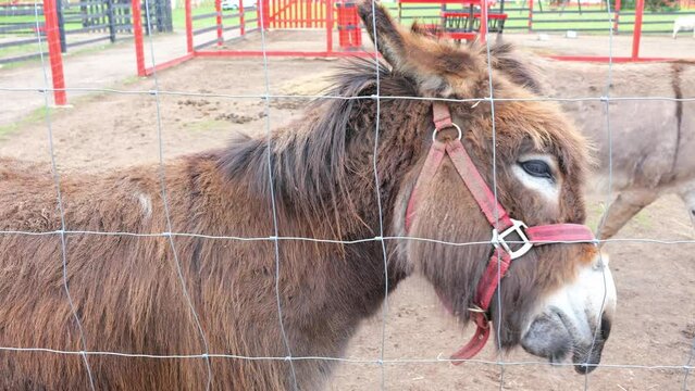 A nice dunny donkey enjoying sunny day in contact zoo or farm, cute pet concept
