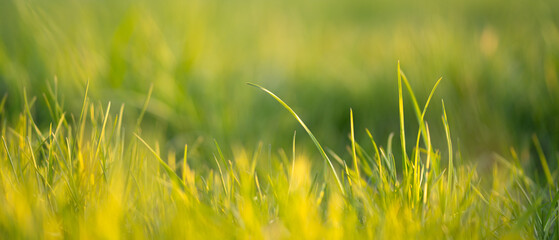 Green fresh grass on a blurred background.