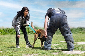 Fototapeta premium training of belgian shepherd