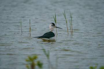 Glossy Ibis (Plegadis falcinellus) Searching for food in a marsh.