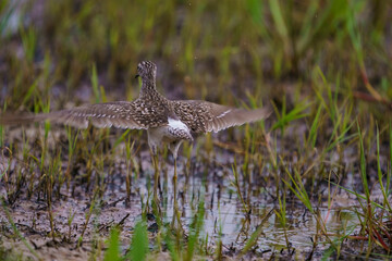 Young Wood Sandpiper (Tringa glareola) feeding in swamp