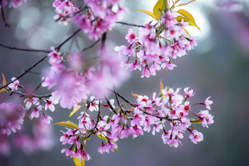 pink cherry blossoms in Thailand