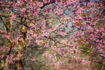 pink cherry blossoms in Thailand