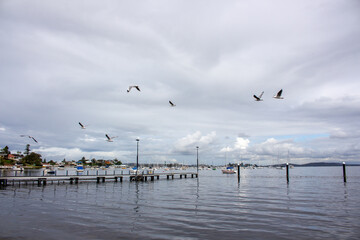 seagulls on the pier