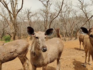 Closeup shot of deer in a forest taken during afternoon in a safari