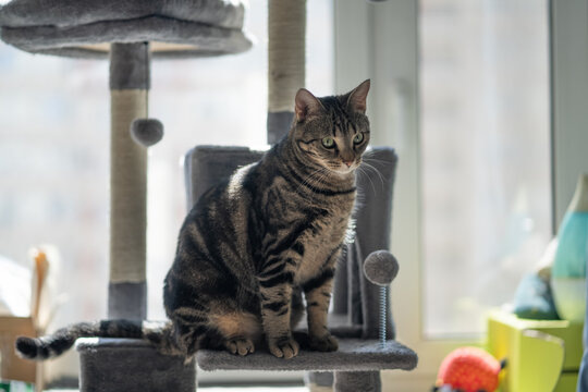 Cat On The Playground.