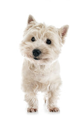 West Highland white terrier