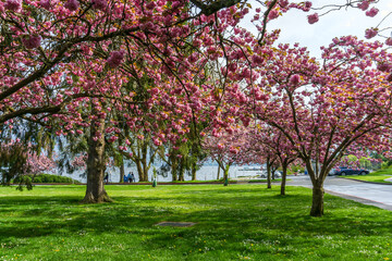 Fototapeta na wymiar Seattle Roadside Blossoms 9