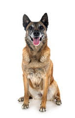 malinois in studio