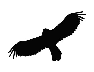 eagle flying silhouette