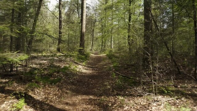 forest trees path green aerial drone shot