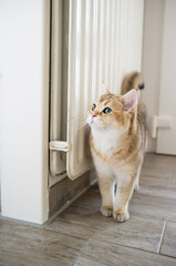 Beautiful cat playfully hides around the corner near the radiator, in the room and looks with curiosity. 