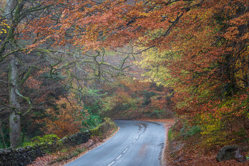 Epic landscape image of road winding through vibrant Autumn Dodd Woods forest in Lake District