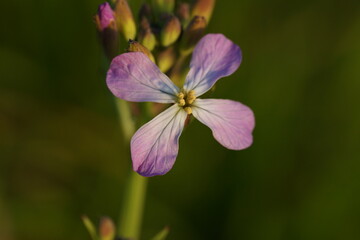 close up of purple flower
