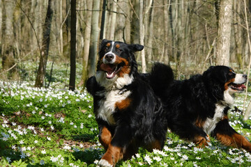 dogs in spring flowers