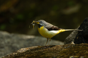たくさんの虫をくわえているキセキレイ