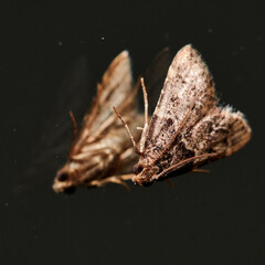 Close up view of a moth
