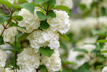 White flowers of Japanese Snowball