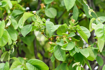 Young fruits of chinese quince, on the branch