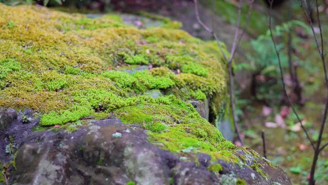 In the temples of Japan it is very common to see different types of moss on the stones, they are cultivated and cared for for generations.