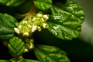 Close up view of a plant