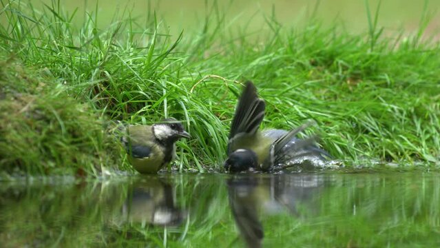Pair of Great Tits fluttering wings while bathing near edge of pond in lush park