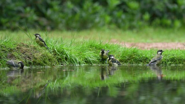 Group of Great Tit birds flutter, shake and rinse feathers in pond edge water