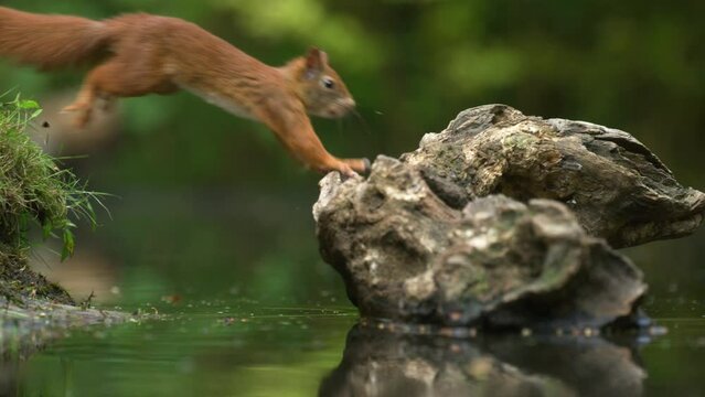 Low close up shot of a red squirrel leaping from one shore of a calm mirror smooth pond to the other, slow motion