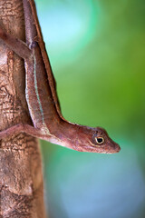 Close up view of a lizard