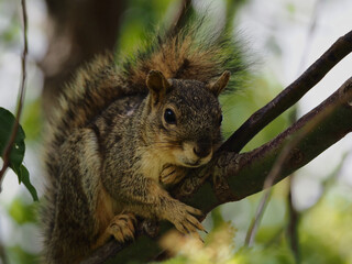 Naklejka na ściany i meble Squirrel grabbing onto branch in tree