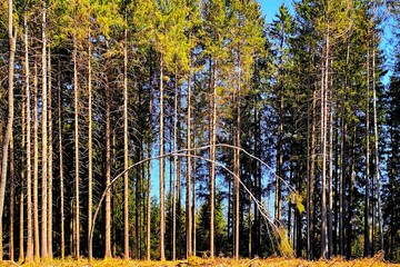 Gebogener Baumstamm auf einer Waldlichtung