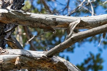 trunk of a tree