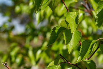 leaves on a branch