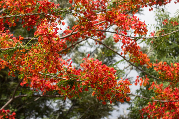 Red Flamboyant flower
