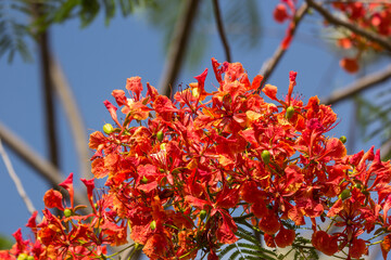 Red Flamboyant flower